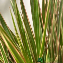 Hush Arbor Sales -Hush Arbor Sales 8720496157041 2