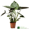 Alocasia 'wentii' Houseplant 17cm Pot