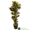 Codiaeum 'Iceton' Croton 1.6m Tall